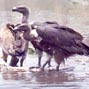 Is malaria the cause for decline in the wild population of the Indian White-backed vulture (Gyps bengalensis)?